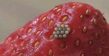 White Worms in Strawberries? What Happens When You Soak Berries in Salt Water (And If They’re Still Safe to Eat)