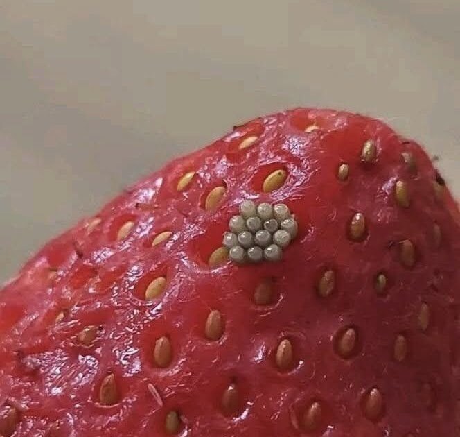 White Worms in Strawberries? What Happens When You Soak Berries in Salt Water (And If They’re Still Safe to Eat)
